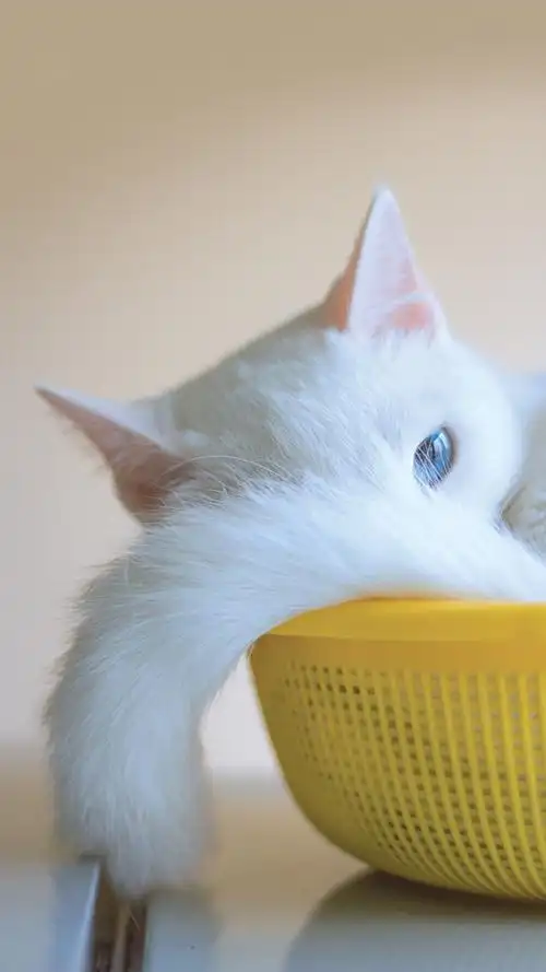 可爱萌萌哒小猫