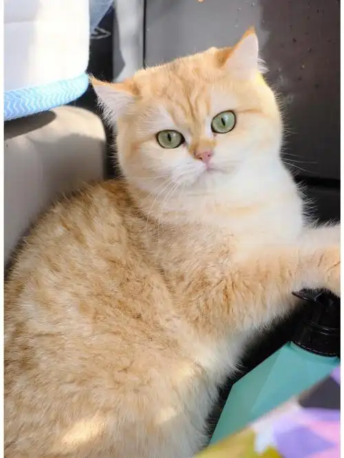 短毛猫猫真的好好看