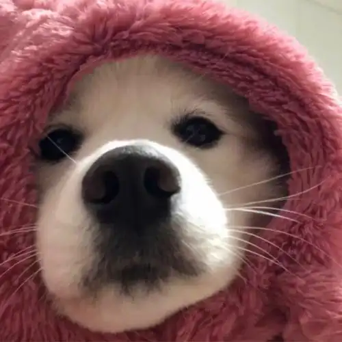 超搞笑沙雕头像狗头