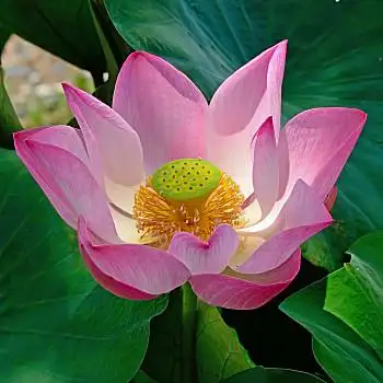 粉色图片_粉色图片大全_粉色图片素材