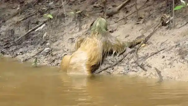 传说中的水鬼被人类抓到看到水鬼真容网友原来如此