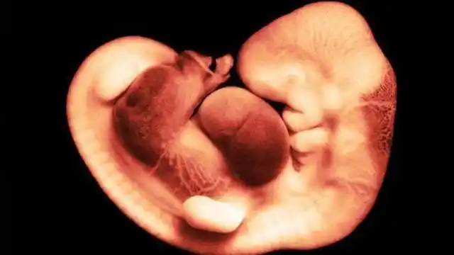 怀孕第一个月胎儿发育好神速,短短4周,变化太大了