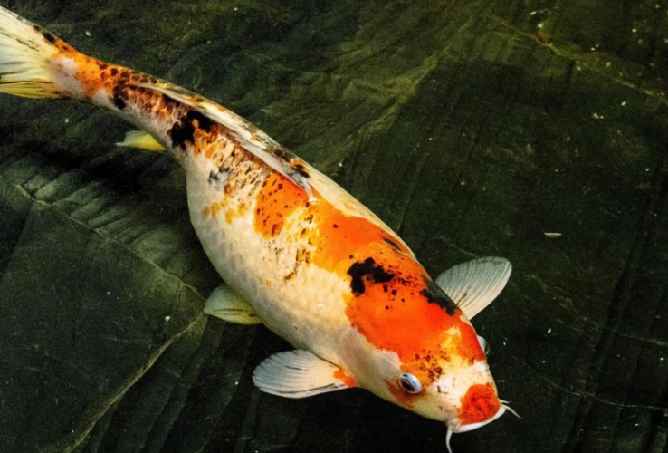 养九条锦鲤鱼的风水意义,最旺财的九鱼图