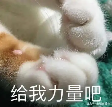 表情包|猫 我真的好羡慕啊