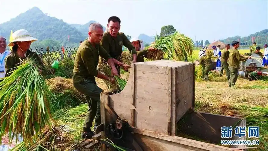 参赛选手使用脚踏式打谷机给水稻脱粒.