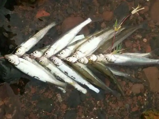 抚仙湖独有的珍稀土著鱼背青肚白形如短梭