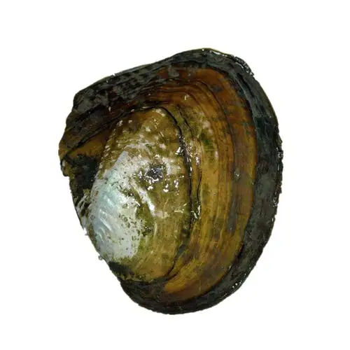 淡水珍珠河蚌鲜活包邮直播开蚌取珠鱼缸造景装饰自开养殖苗自己养