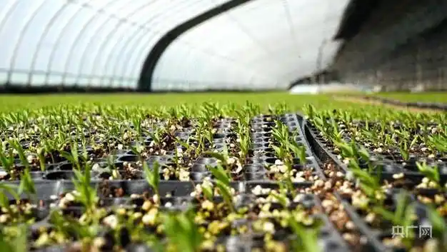 3亿株辣椒苗孕育增收希望 温宿设施农业展现蓬勃生机|蔬菜|种植|温宿