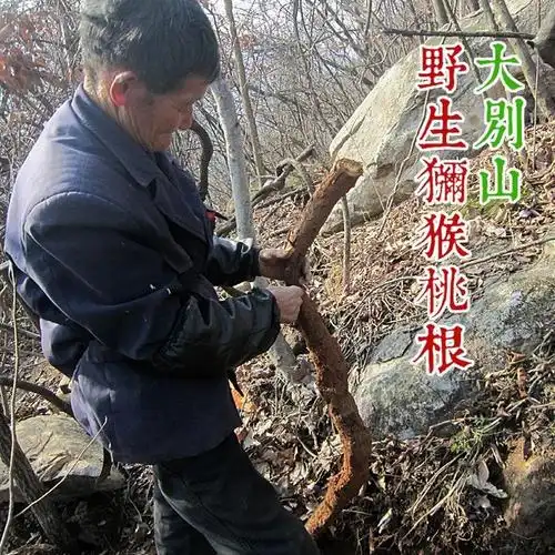 野生白毛桃根作用,野生白毛桃根图片-图片大观-奇异网