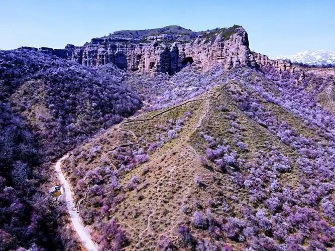 杏花怒放摄于新疆霍城中华福寿山大西沟