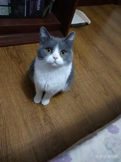 你家的英短尤其是蓝白成年至少2岁以上后有多重