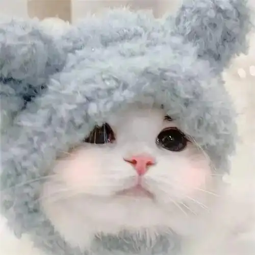 干净唯美可爱萌猫咪治愈系头像图片