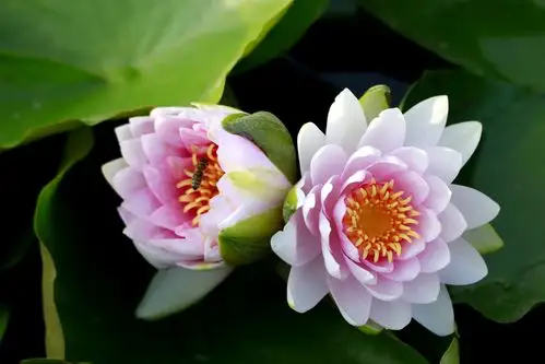 是花中珍品,它集莲荷之精华于一身,多多粉红色的并蒂莲花立于嫩绿的