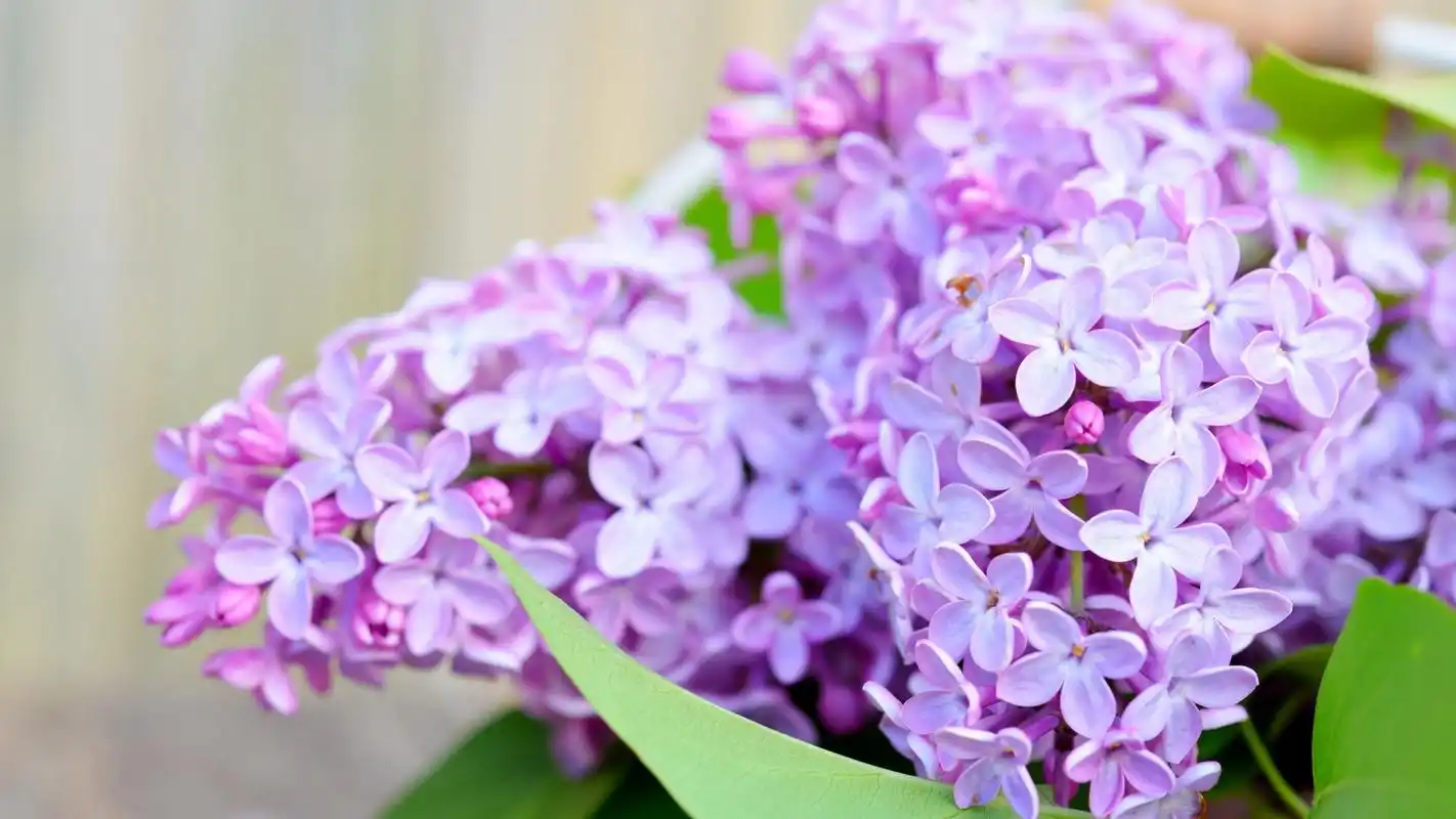 唯美丁香花小清新高清桌面壁纸