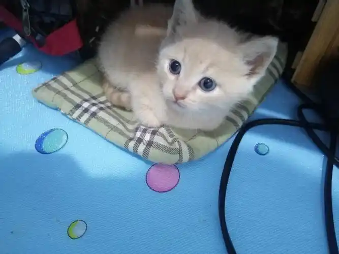 暹罗和英短蓝猫的崽崽