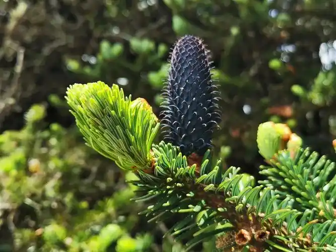 云南云龙天池国家级自然保护区