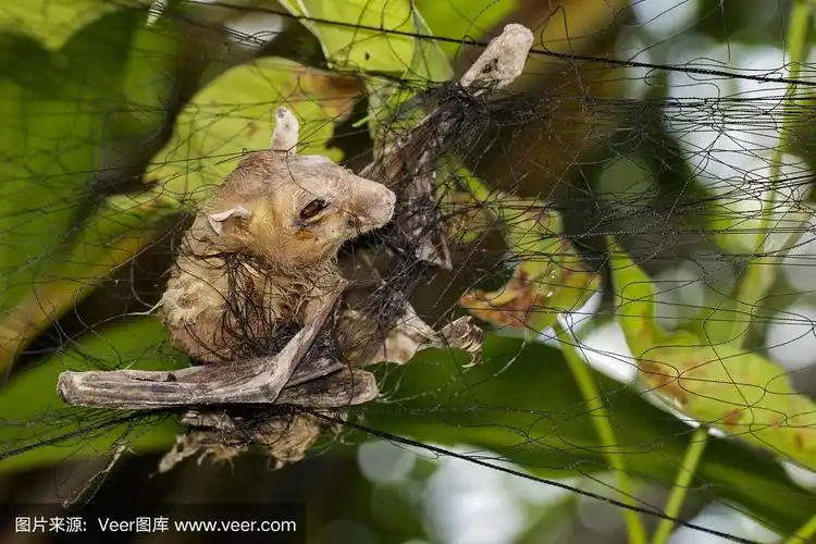 死蝙蝠的图像附在网上.昆虫.动物.