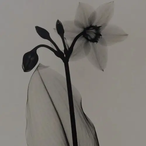 黑/灰/白 冷淡风头像