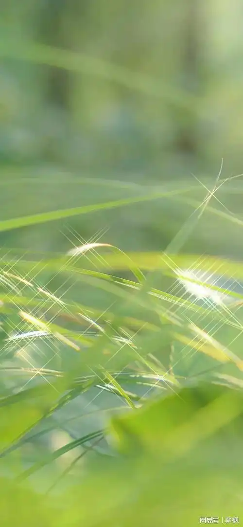 绿色壁纸如果治愈有颜色那一定少不了绿色