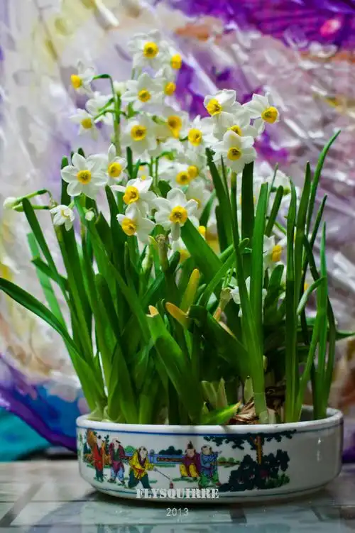 【植物大观】金盏银台花仙子 - 马蜂窝