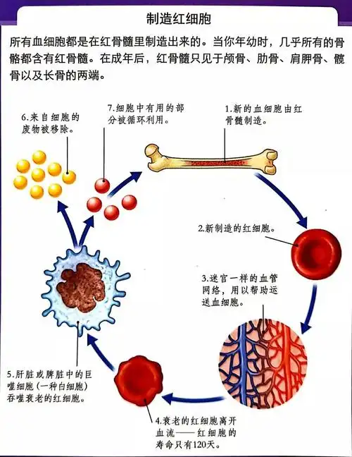 红细胞(red blood cell),我的主要工作职责就是把氧气宝宝送到全身