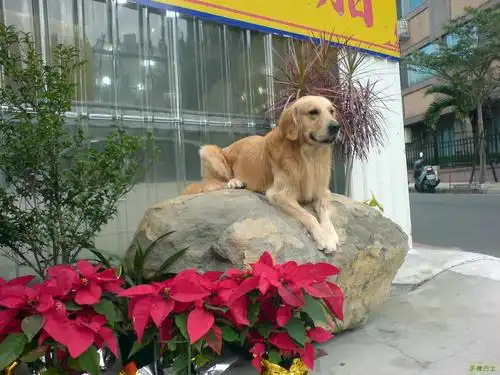 h0960612450的相薄 - 我的狗儿子-小布