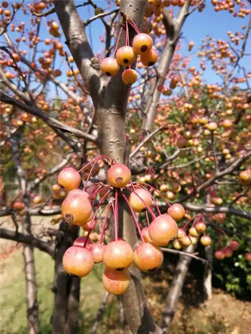 秋天的果实之海棠果