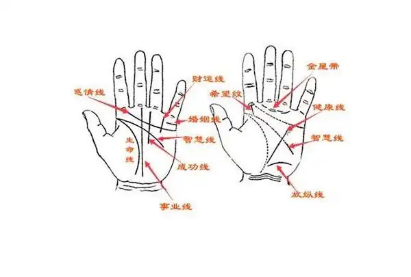 男人手相论命67如何看男人手形状