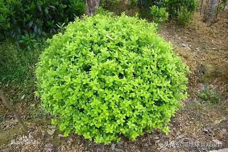 常见灌木35种常见的球类灌木植物