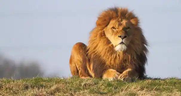 一只雄狮遭遇母狮的攻击却不还手,看完后才知道雄狮的苦衷!|狮子|狮群