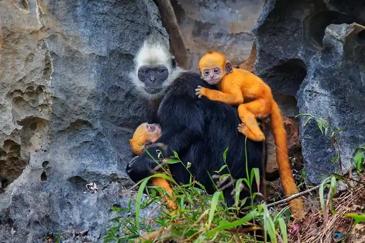 白头叶猴 - 野生动物版 - 摄鸟人网 - 摄鸟人网