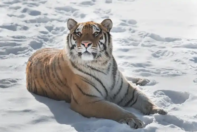 东北虎(猫科动物)