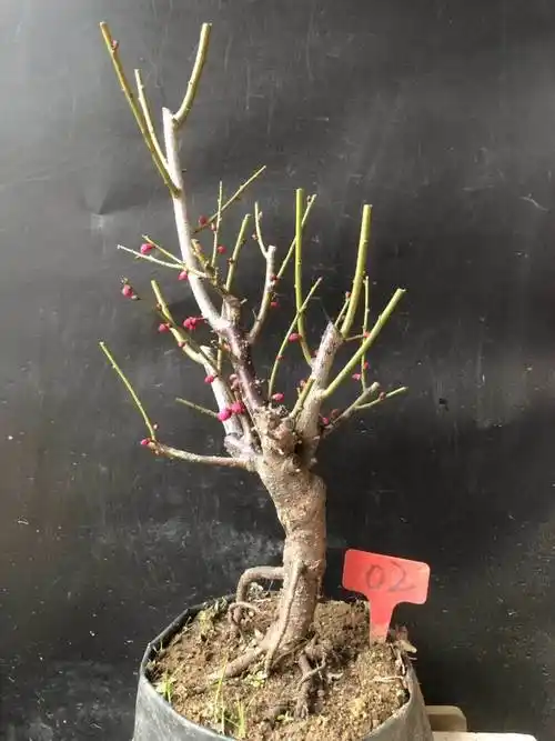 实物红梅花盆景原生朱砂梅乌梅腊梅造型树桩室内花卉老桩耐寒盆栽