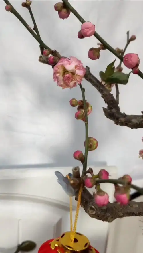 欣赏下梅花中的精品 花中花的台阁二红