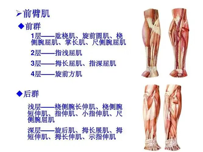 肌 短伸肌,拇长伸肌, 短伸肌,拇长伸肌,示指伸肌