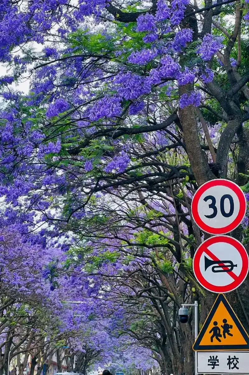 昆明的蓝花楹不会失约 93 蓝花楹的花语是在绝望中等待爱情  - 抖音