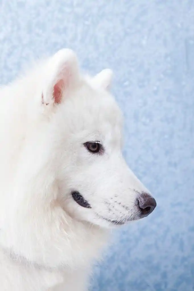 白色的皮毛狗的侧脸