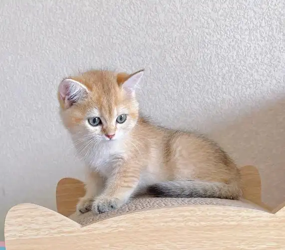 英短金渐层两个多月粘人可爱