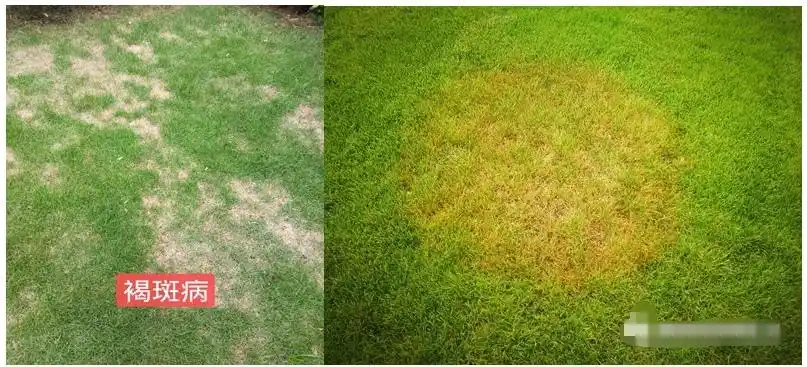 1,褐斑病