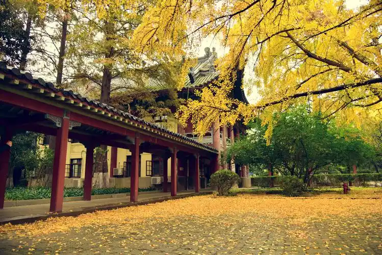 南京师范大学随园校区百年银杏雨润路面叶落满园