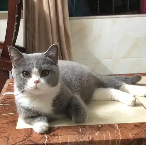 英短蓝白妹妹找领养