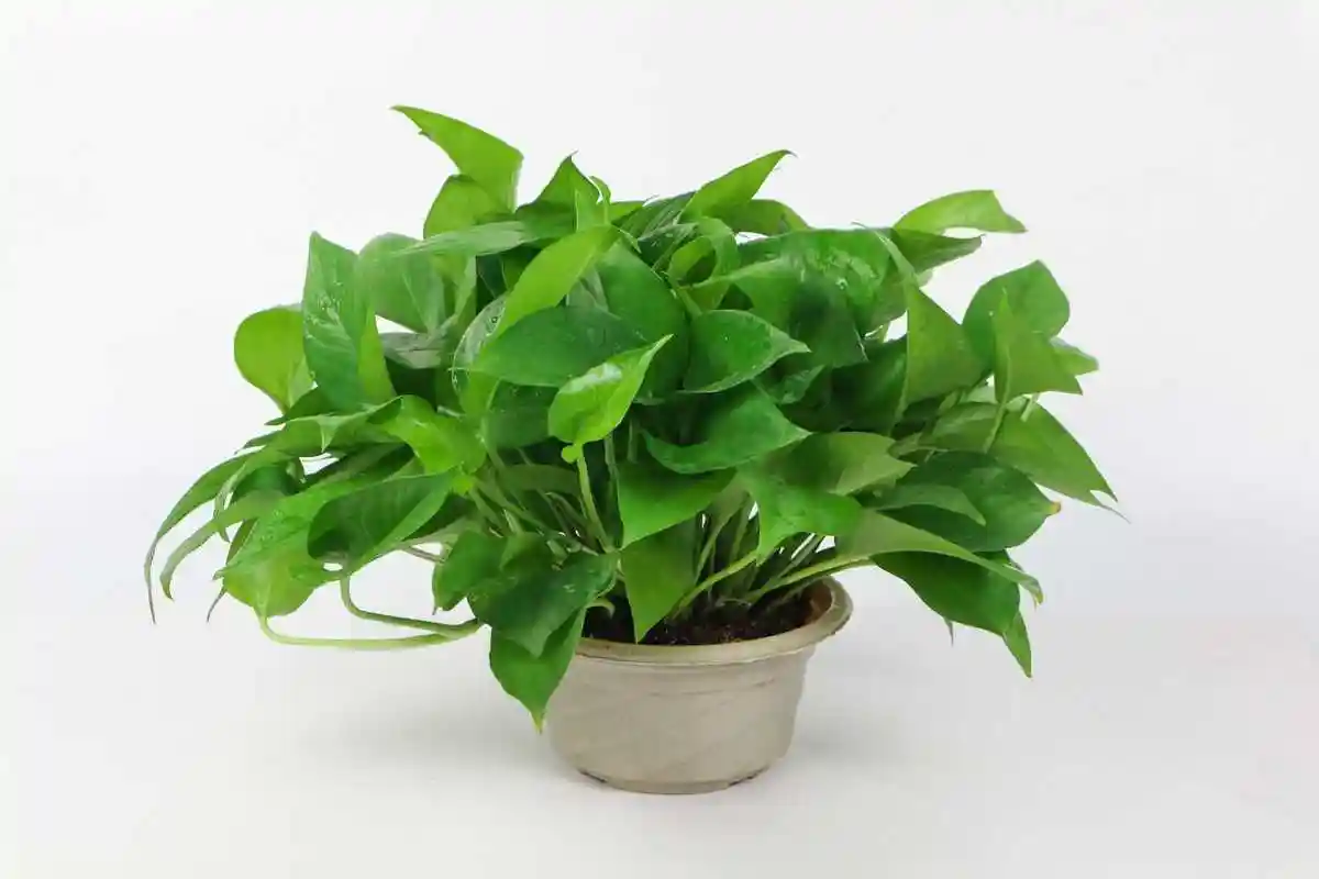 绿萝晚上会放在卧室养殖注意事项,你知道吗?