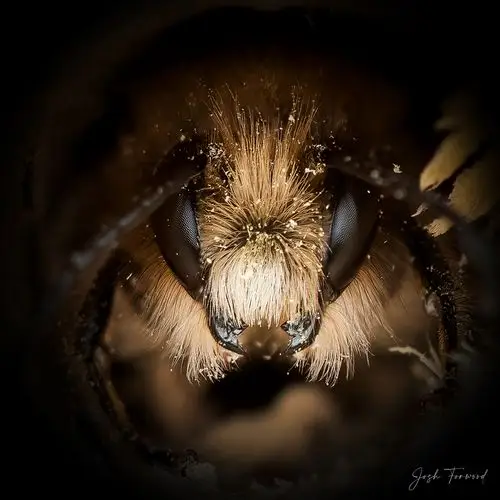 摄影师joshforwood的特写照片揭示了蜜蜂的多样性特征