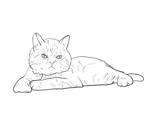 可爱的躺着的波斯猫孤立在白色的背景卡通姜猫头孤立.