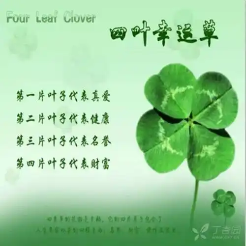 丁香园头像是四叶草,如图,寓意正如上面所说的四叶草的花语是幸福