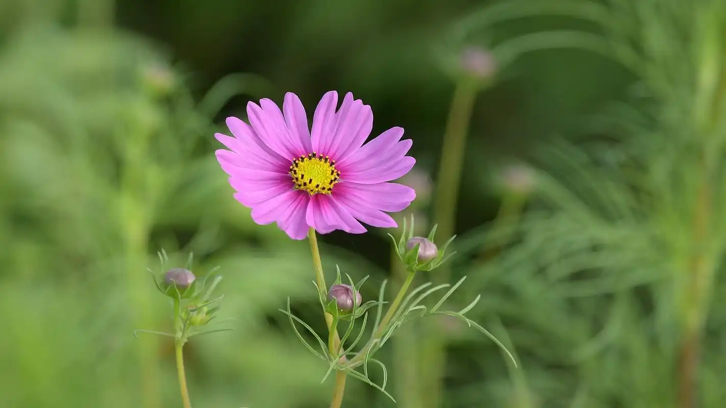小清新波斯菊桌面壁纸第一辑