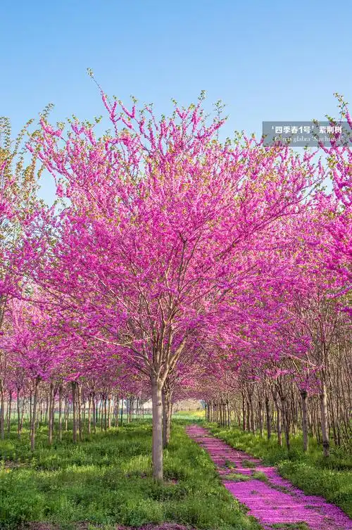 一年之计在于春,春天最美的是什么?