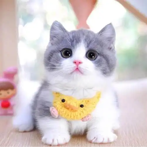 你没见过的超级可爱的小奶猫(呆萌的短腿猫)(5)