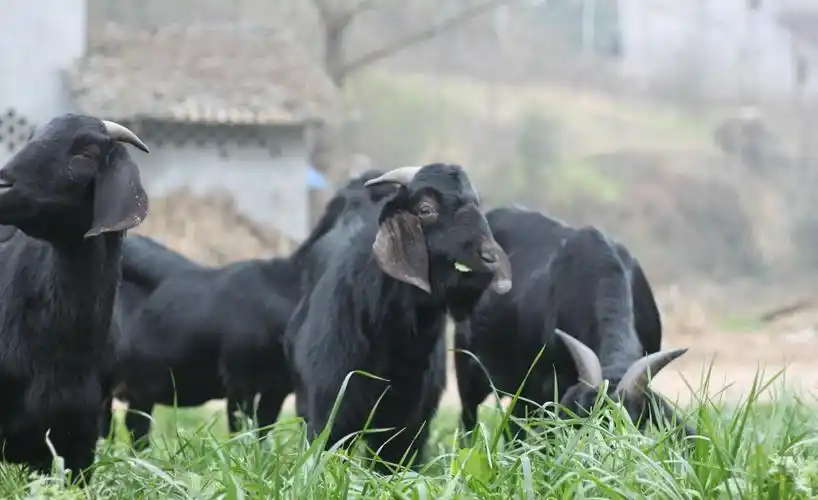 鑫怡羊业 **优质乐至黑山羊种羊