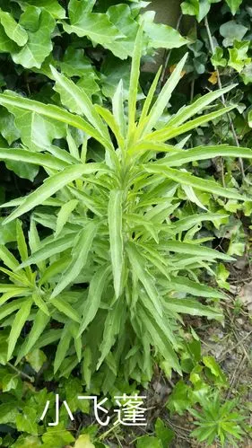 丰富多彩的植物世界――信阳农林学院篇 班级:药品生